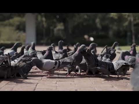 Pigeons Feeding in City Square | Urban Birds Close-Up 4K | Free Stock Footage