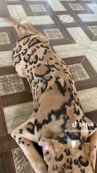 Merle Pitbull Puppies: The Fascinating Leopard Bully Crossbreed