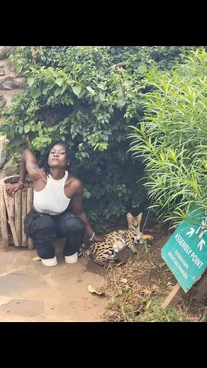 While serval cats are gorgeous animals, they should not be confused with domestic cats! #safariafrica | Exuberant Kilimanjaro Safaris | Facebook