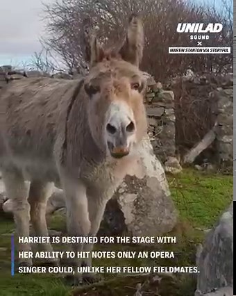 75K views · 1K reactions | What a voice  | UNILAD Sound | Facebook