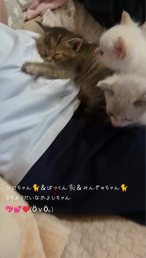 #shirochan #シロちゃん #shirobee #シロベエ #pokkun #ぽっくん #mingyuchan #みんぎゅちゃん #寄り添うきょうだい子猫ちゃん #まっしろシロちゃん #かわいいシロネコちゃん #かわいい子猫ちゃん