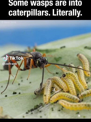 Watch True Facts on YouTube! | facts