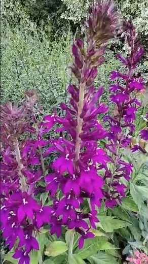 Lobelia x speciosa 'Hadspen Purple' | Perenials for Late Summer Colour | Plants for Pollinators