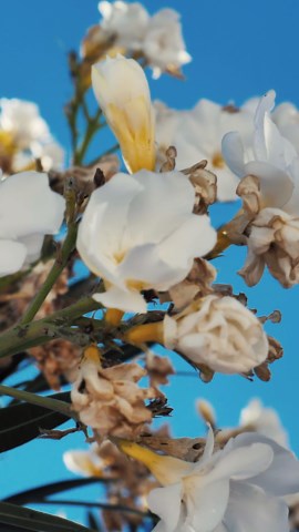 Free Flower Videos: 4K & HD | No Watermark | Download Now