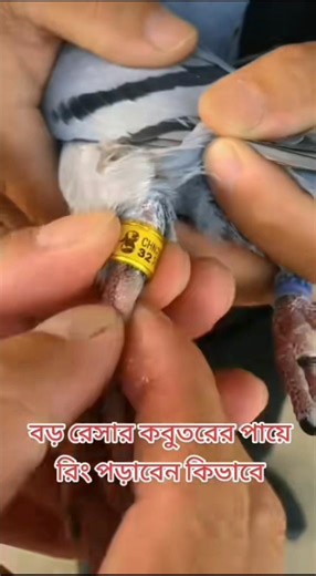 বড় কবুতরের পায়ের রিং পরানোর উপায় #pigeon #funnyanimals #pigeonla haven't seen you for for