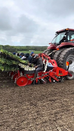 3.6K views · 55 reactions | 朗 塞 An exciting day for cabbage planting...