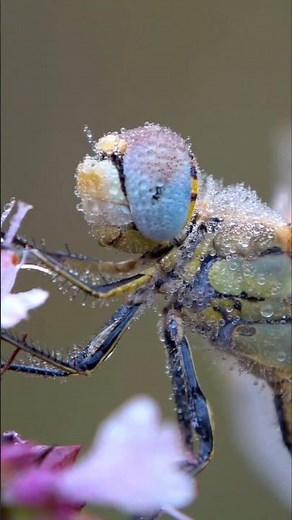 World's Largest Dragonfly 😱