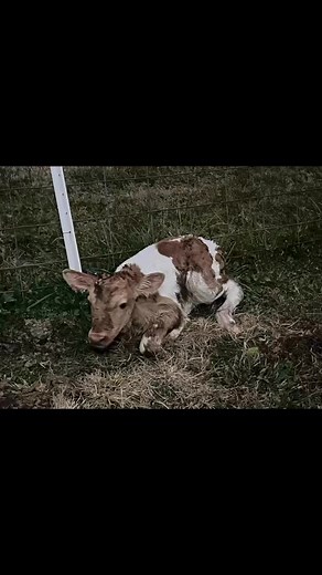 Welcome to the farm Boreas! Blossom gifted us a very handsome bull calf last week. She graciously waited 4 days past her due date to deliver him in the snow. Boreas is named after the Greek god of wind, cold & winter❄️ | Hooda Thought Farm
