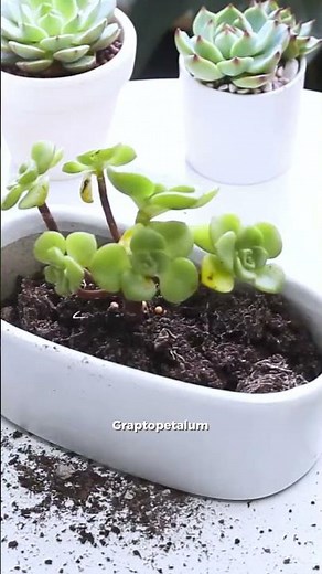 Can you plant different succulents together? 🌵🤔 #succulents #succulentcare