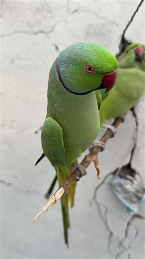 Beautiful Talking Parrot: A Captivating Companion