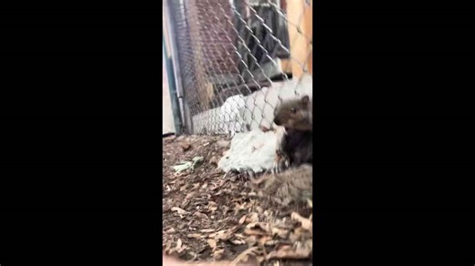 Proper rescue of squirrel stuck in fence in Montreal, Canada