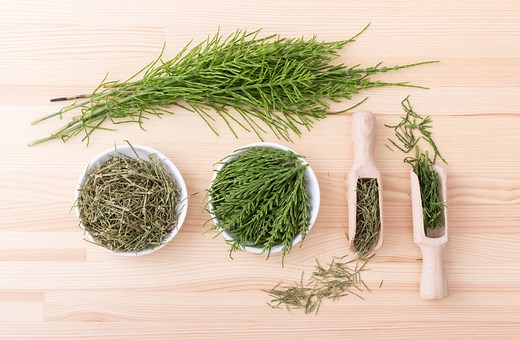 Prêle : bienfaits et contre-indications de cette plante