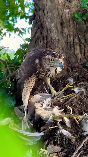 2M views · 4.9K reactions | falconer attacks bird  #falconry #falcon #hawk #bird #raptor #wildlife #nature #conservation #education #training #hunting #sport #hobby #passion #love #respect #wildfalconry #birdofprey #freedom #soaring #freedomofflight #birdattack #birdattacks | Anime | Facebook