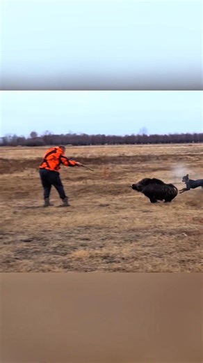 Кабан на прицеле — идеальный выстрел! 🐗💥 #boarhunting #wildboar #hunting #загоннаяохота