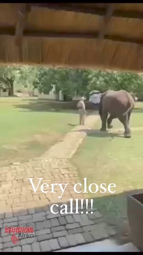 671K views · 2.7K reactions | This was scary!! Close call for a tourist in South Luangwa Marula Lodge - South Luangwa Wild encounters are scary when overlanding and traveling Africa - but keep your cool and don't run!! | Adventure Afrika | Facebook