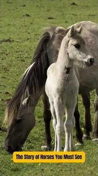 The Amazing World of Horses