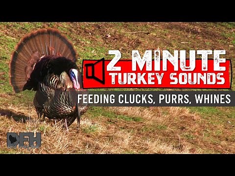 Wild Turkey Sounds: Feeding Clucks, Purrs, Whines - How to Call Turkeys by Soft Calling