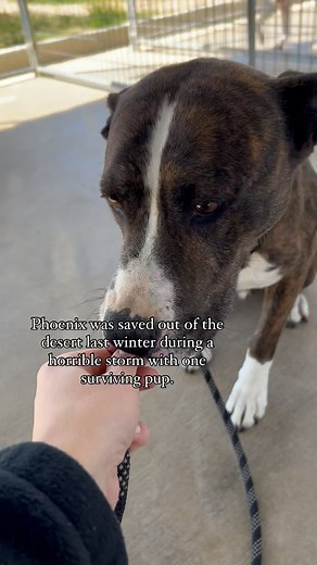 Phoenix was found in the desert with her one surviving puppy during a bad winter storm. She faced a lot out there and it took her a while to become the pup she is today. She spent months at the rescue decompressing and recovering. She was so shy and timid at first, she absolutely hated being on a leash, we work with her little by little each week and she’s come so far! She is a good girl who’s just had a hard time. She is friendly with certain dogs and shy to new people. She needs a patient and 