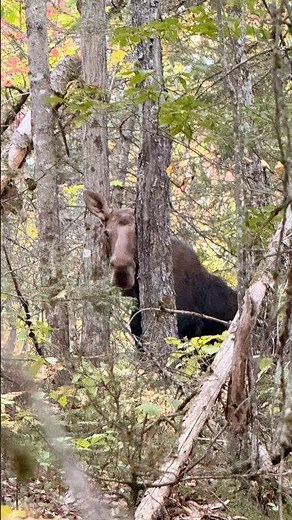 Chasse à l’orignal 2026 — Une belle approche en soirée 🫎 #chasse #qc #hunting #outaouais #orignal