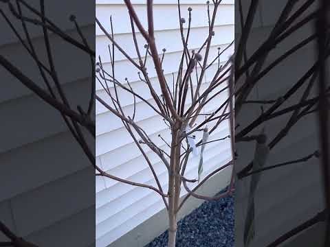 3 beautiful types of flowering Dogwood Trees! 2023 March - Lowes find!