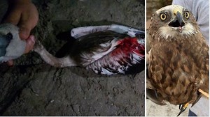 WATCH: Bloodied Flamingo Found In Marsaxlokk Is The Second Illegal Shooting In A Matter Of Days