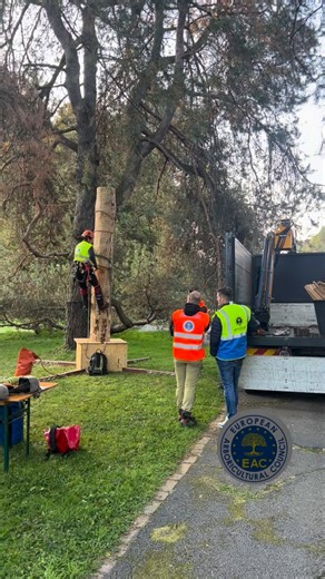 3.1K views · 540 reactions |  Rigging Test – European Tree Worker...