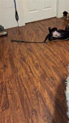 Nemo the black lab. # cuteness overload | Juliet Faddis