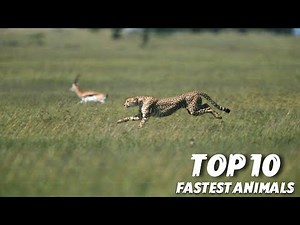 Speed Kings of the Wild: The 10 Fastest Animals on Earth!🦅