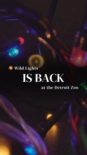 Wild Lights is officially lighting up the Detroit Zoo again and it’s one of the best holiday outings for families across metro Detroit. 🌟 The zoo transforms into a glowing nighttime trail filled with more than 500 light displays including the Enchanted Rainforest Toyland and the Field of Lights synchronized to music. Kids can meet Santa through Dec. 23 take photos under the lit arches and play with the Giant Light Bright. Expect cocoa stands, warming areas and plenty of festive photo spots thro