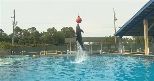 Meet the marine life of the Institute for Marine Mammal Studies