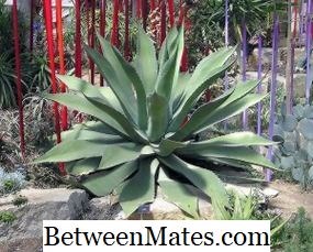 Verschil tussen Agave en Aloe Verschil tussen - Andere 2026