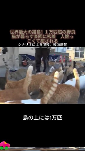 世界最大の猫島！1 万匹超の野良猫が暮らす楽園に密着 人懐っこくて癒される# 猫島 #野良猫 #猫天国 #癒し #猫好き #島猫