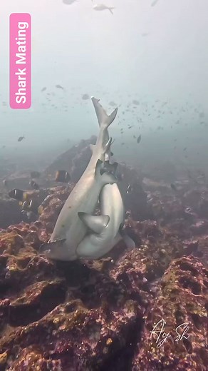 1M views · 2.6K reactions | Dive into the Depths of Shark Love 麗 #shark #sharks #SharkMating #OceanMysteries #MarineBiology #Conservation #SharkWeek #DeepSeaDiscovery #NatureLovers #UnderwaterWorld #scuba #reelsviralfb #underwaterlife #underwaterworld #reelsviralシ #underwaterphotography #scubadiving | Red Sea Diving | Facebook