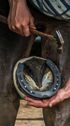 𝗦𝗛𝗘𝗥𝗔🐯 on Instagram: "Why do horses wear shoes? 🦄"