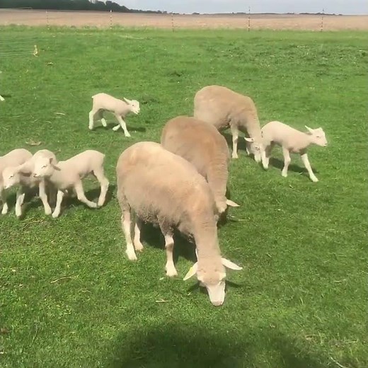 Watch These Lambs Leap for Joy!