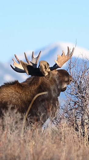 Hanging out with a Moose in the Sagebrush | Ryan Wickiser Photography