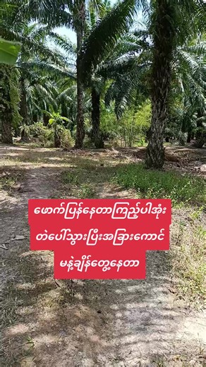 #creatorsearchinsights #ဘာတင်တင်viewerကိုမတက်😔😔😔😔😔😔 #myanmartiktok🇲🇲🇲🇲 #fyp #positivevibes