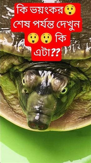 কি ভয়ংকর😲 কি এটা?? শেষ পর্যন্ত দেখুন😲😲 #viralshorts #viralvideo #tortoisevideo