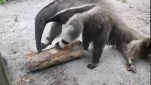 5.6M views · 36K reactions | It's #WorldAnteaterDay! Naples Zoo is home to a male giant anteater named Dee Gee. One of the best enrichment items for him is logs! As you can see, he uses his 4-inch long claws to break apart the log to find the ants - a behavior he'd also do in the wild. Video: Keeper Rachael #NaplesZoo #Enrichment | Naples Zoo at Caribbean Gardens | Facebook