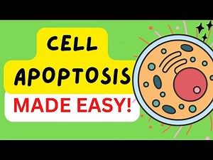 Apoptosis - Programmed Cell Death - Intrinsic and Extrinsic Pathways