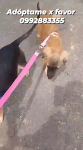 1.4K views · 13 reactions | Caso Externo Por favor compartir   ES...