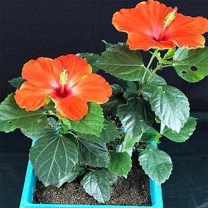 461K views · 10K reactions | How to grow hibiscus faster at home | Rana Craft | Facebook