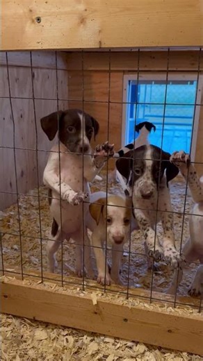 ENGLISH POINTER PUPPY
