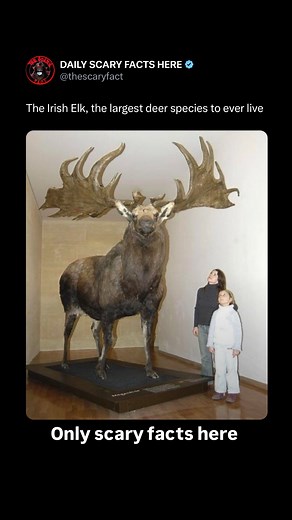Thescaryfact ™ | The Irish Elk, or Megaloceros giganteus, was the largest deer species ever, known for its massive antlers that could span up to 12 feet. It... | Instagram