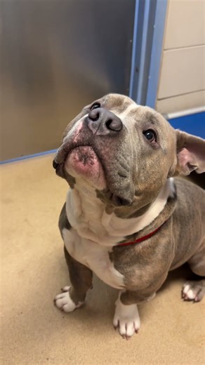 The HOG's Dog - November 20, 2025