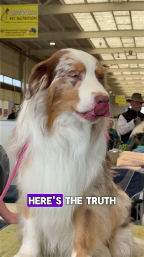 Do Dogs Sense Spirits Tied to Objects? 👀🐶