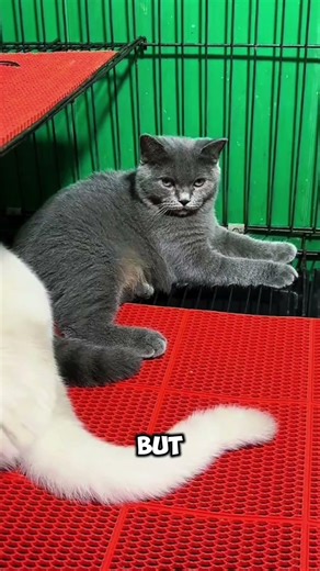 #funnycat #catshorts #catreaction #grumpycat #petshorts #catlife #cuteanimals