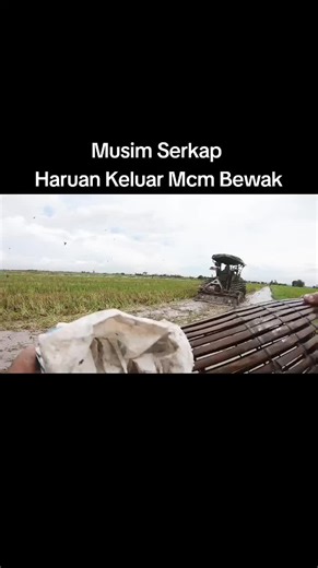 Rice Field Labor: A Day in Agricultural Life