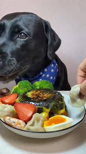 7.5K views · 52 reactions | Dog eating asmr food challenge puppy Mukbang #bordoodle #mukbang #asmr #dogeatingfood | Eating Dogs | Facebook