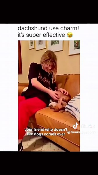 Funny and Cute Dog Compilation Videos to Brighten Your Day